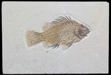 Elegant Priscacara Fossil Fish - Wyoming #36940-1